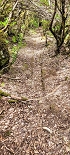 Plants: image 93 Of 208 Thumb